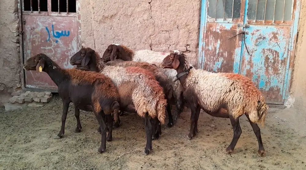 ۶ راس میش داشتی و ۴ راس بره ریز قلم پشم شیر|حیوانات مزرعه|نیشابور, شهرک فرهنگیان|دیوار