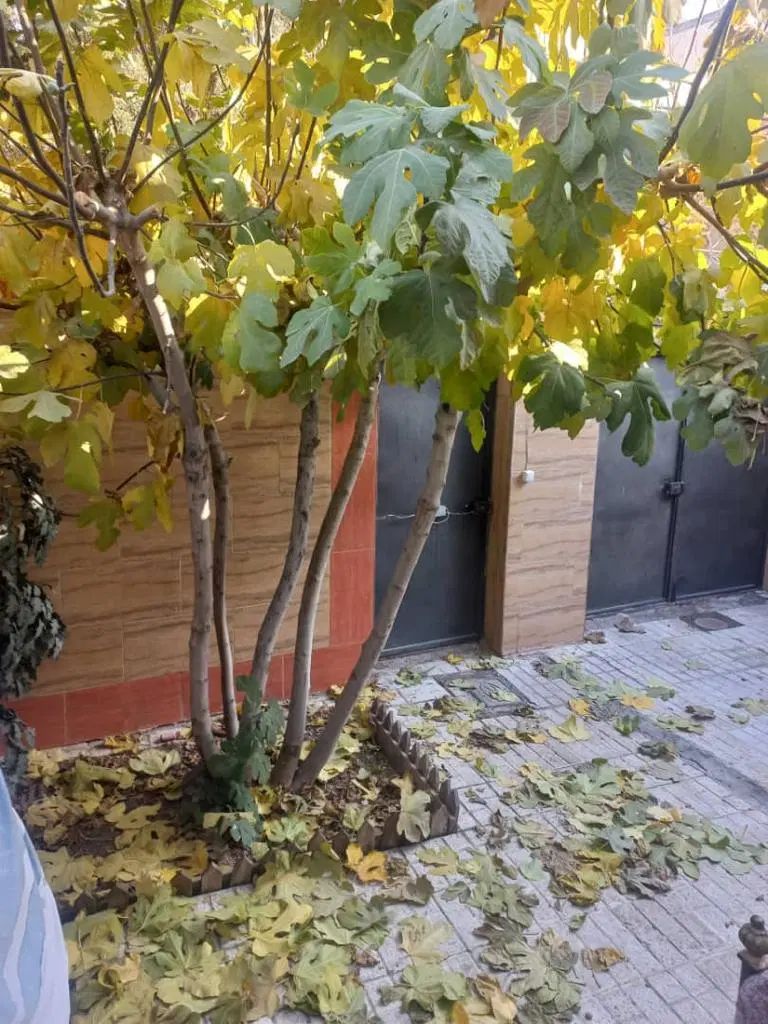 اجاره ۶۰ متر پارکینگ طبقه اول|اجارهٔ آپارتمان|مشهد, سرافرازان|دیوار