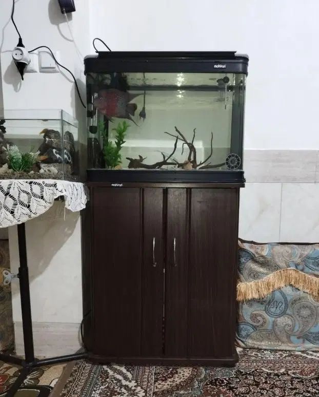 آکواریوم 60سانتی|ماهی|اصفهان, قائمیه|دیوار
