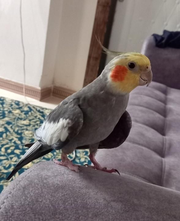 عروس هلندی نر|پرنده|سنگر, |دیوار