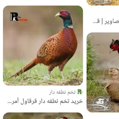 خروس آمریکایی ۵ماهه|حیوانات مزرعه|اصفهان, پروین|دیوار