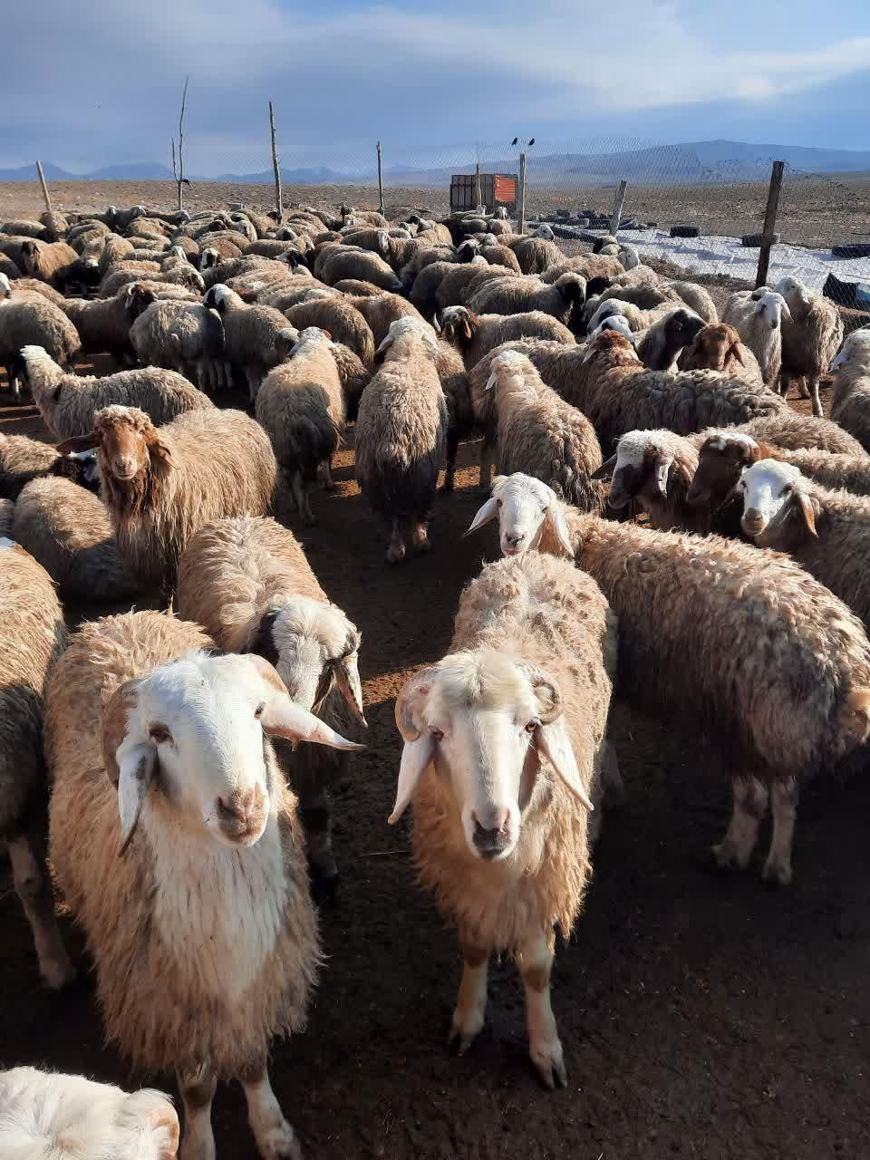 بره بره گوسفند مناسب عید شبانه روزی|عمده‌فروشی|شاهین‌شهر, فردوسی|دیوار