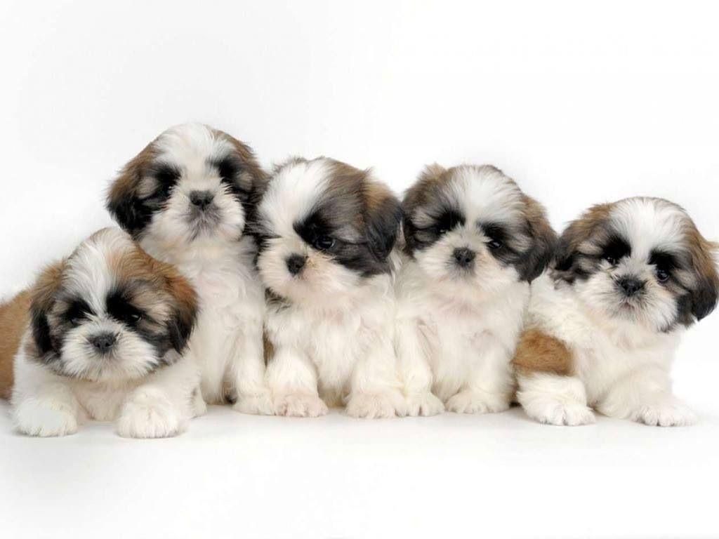 توله سگ شیتزو سوپر فلت دست و پا کوتاه اوکراینی|سگ|تهران, وردآورد|دیوار