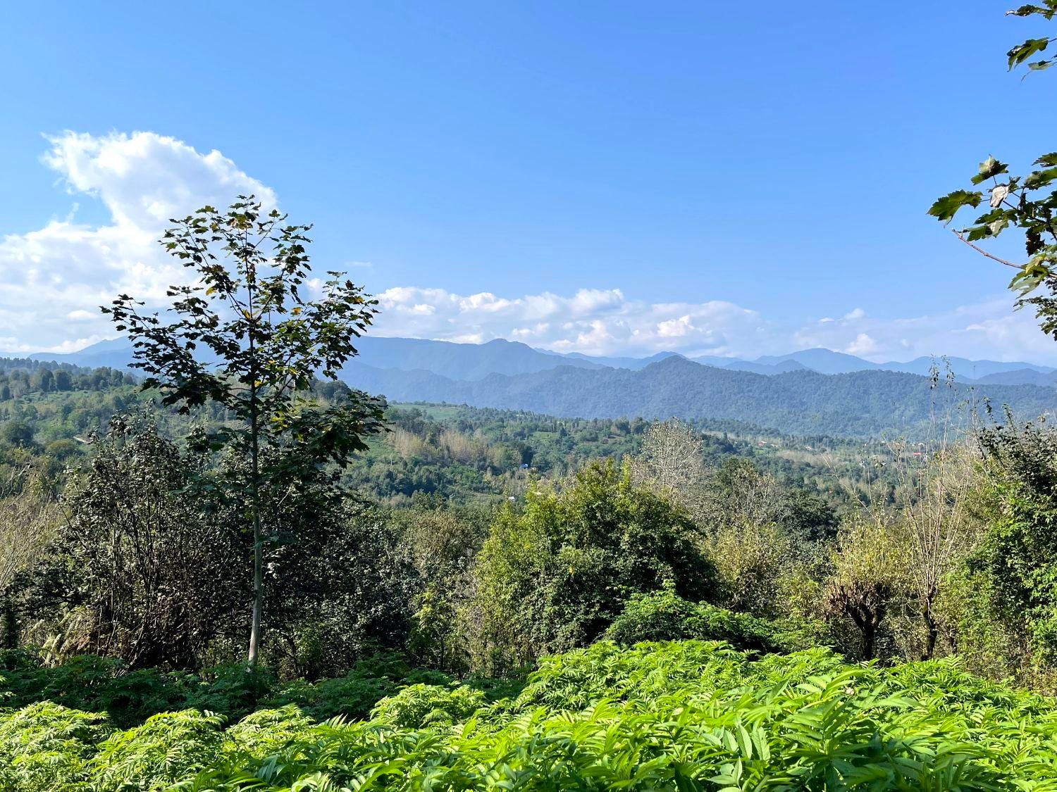 خانه کلنگی ۵۴۵ متر جنگلی مدارک کامل آسفالت|فروش زمین و ملک کلنگی|فومن, |دیوار