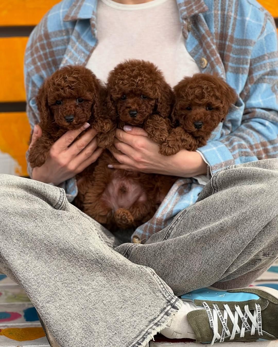 سگ توله توی پودل ۷۲ روز وارداتی|سگ|تهران, سعادت‌آباد|دیوار