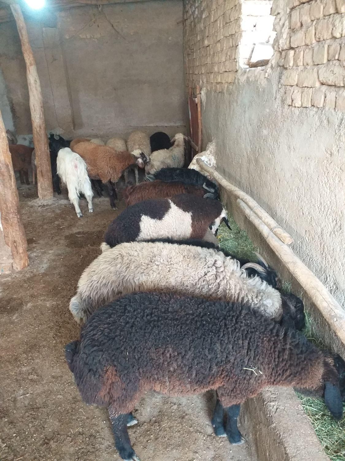 خرید دام زنده  از بازار دام و قصابی در محل|حیوانات مزرعه|بجنورد, |دیوار