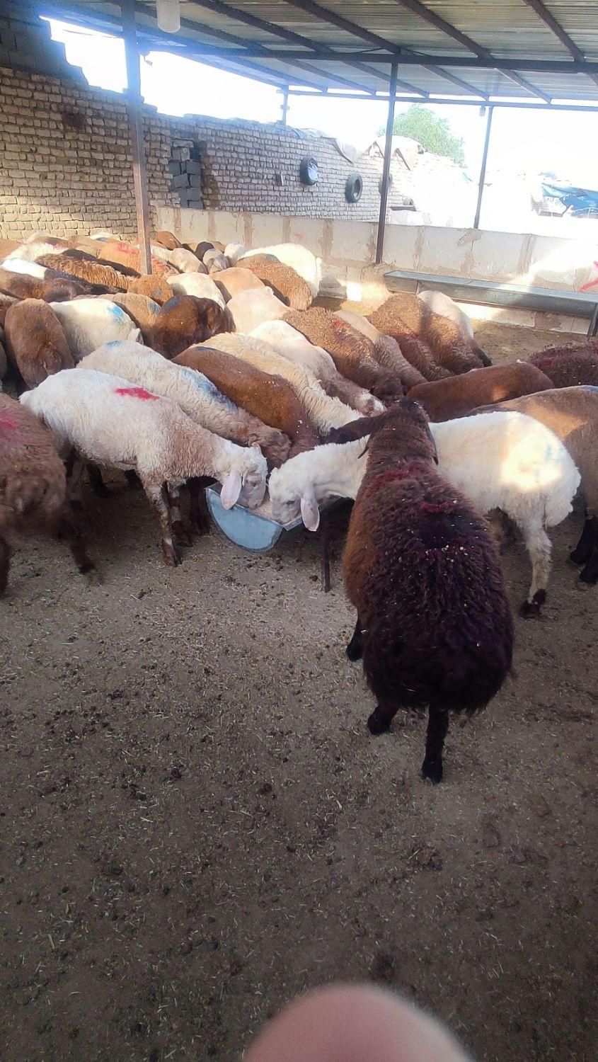 گوسفند زنده بره نرینه قلم ابی زیر قیمت|حیوانات مزرعه|مشهد, نوید|دیوار