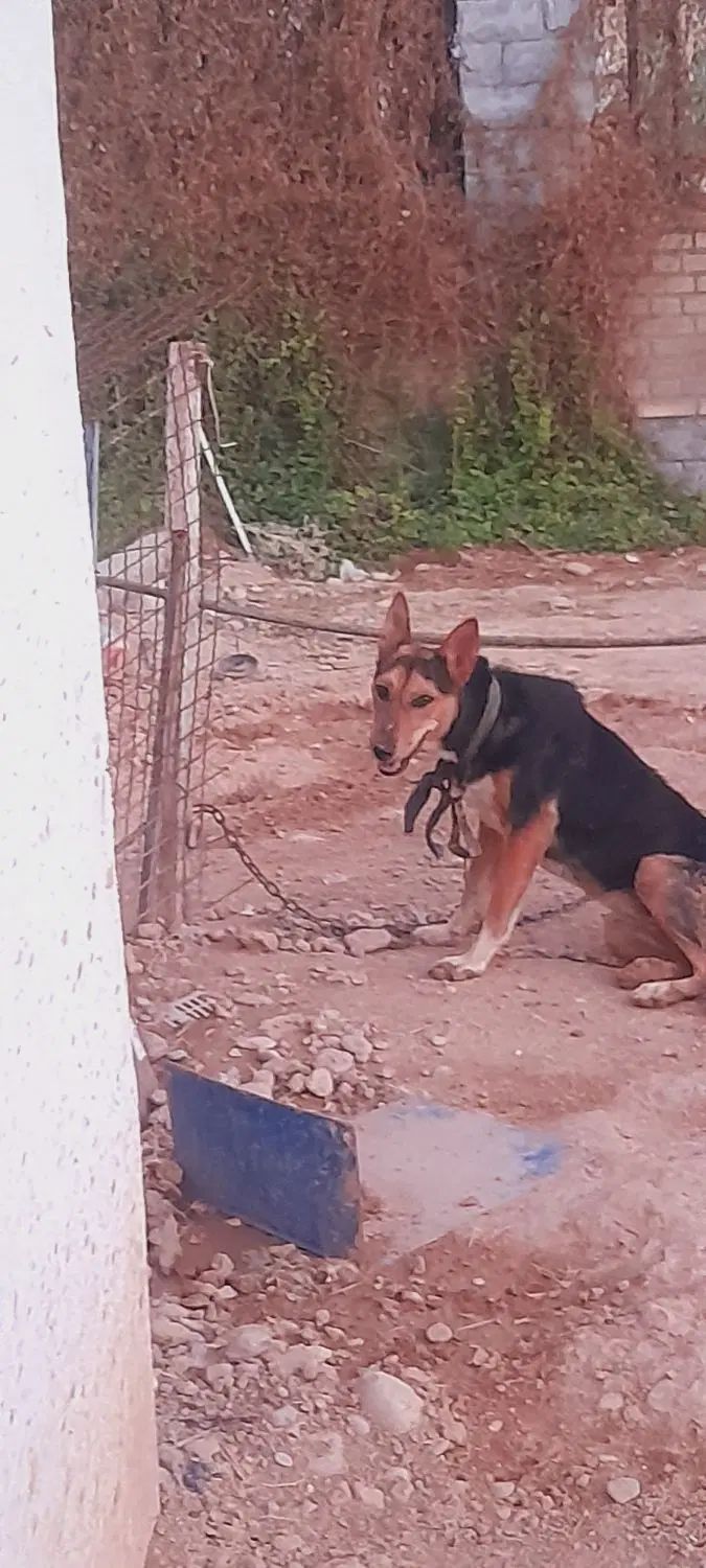 سگ ژرمن درجه یک|سگ|اندیمشک, |دیوار