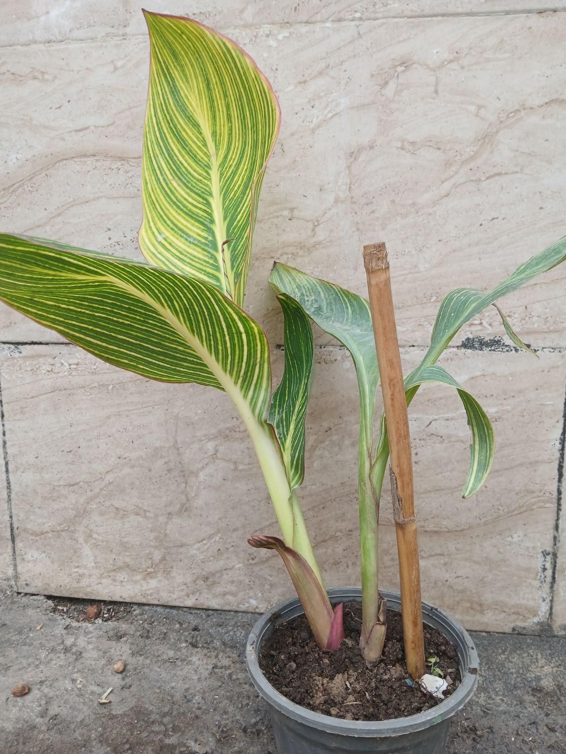 انواع گل‌های آپارتمان و ویلایی|گل و گیاه طبیعی|رشت, عینک|دیوار