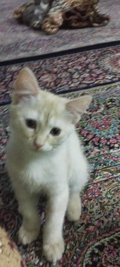 بچه گربه ماده|گربه|زاهدان, |دیوار
