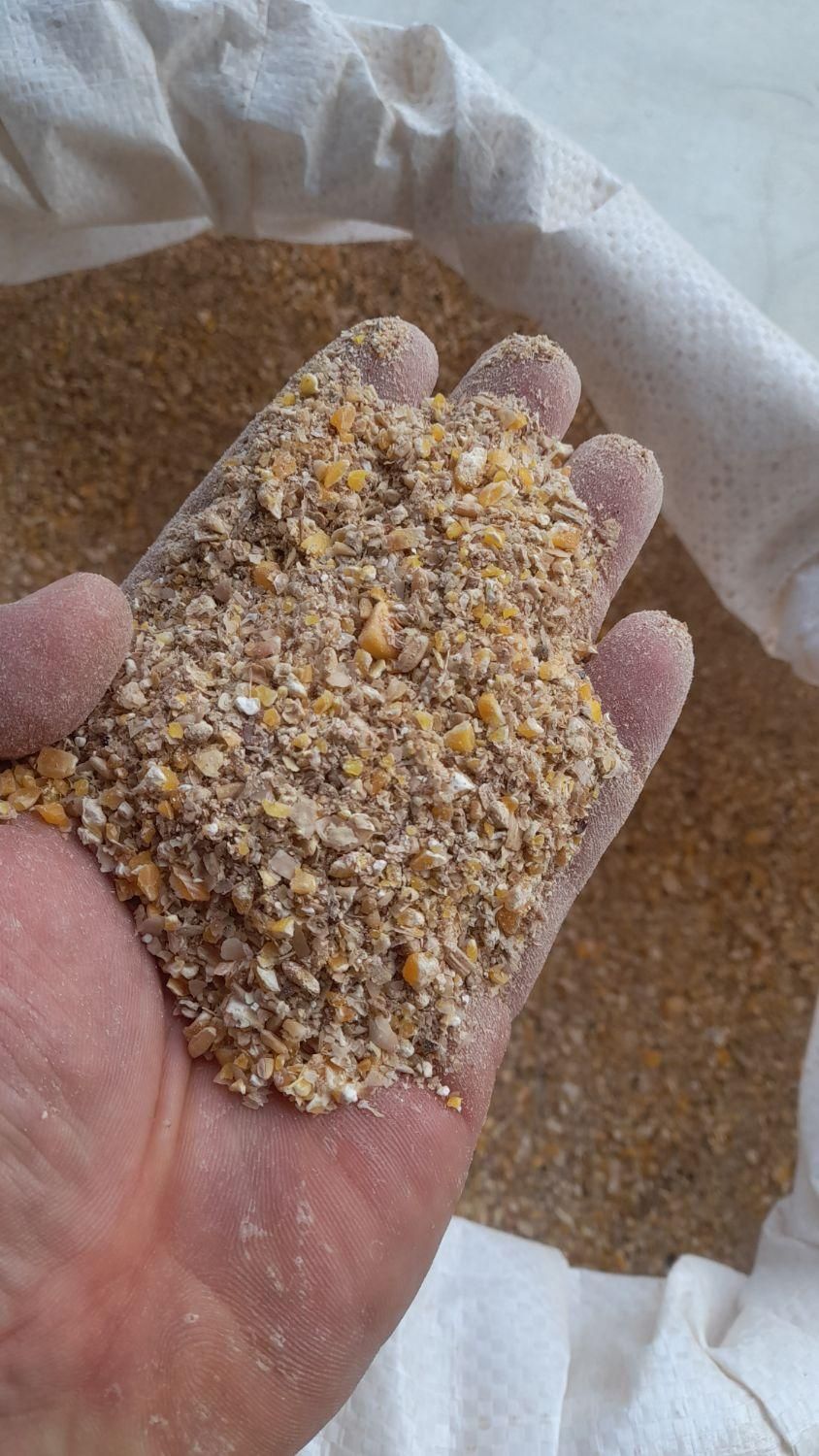 فروش مرغ زنده و انواع پرندگان دون تخمگذار دان|حیوانات مزرعه|تهران, صادقیه|دیوار