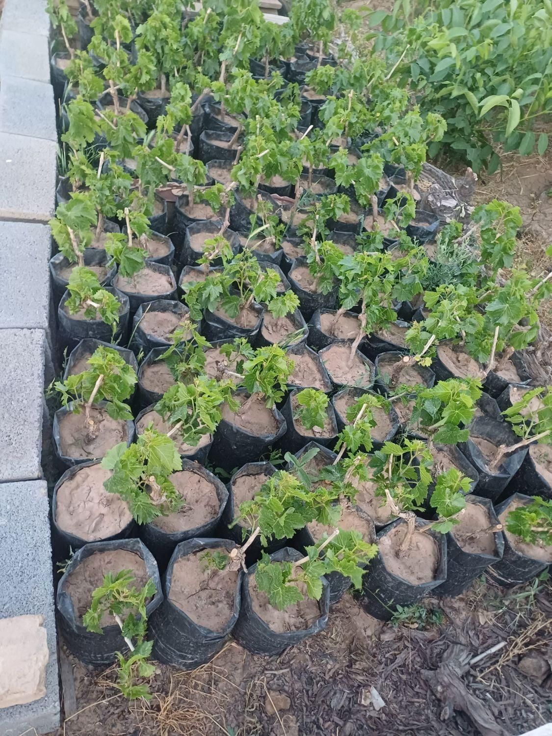 نهال انگور|حراج|تاکستان, |دیوار