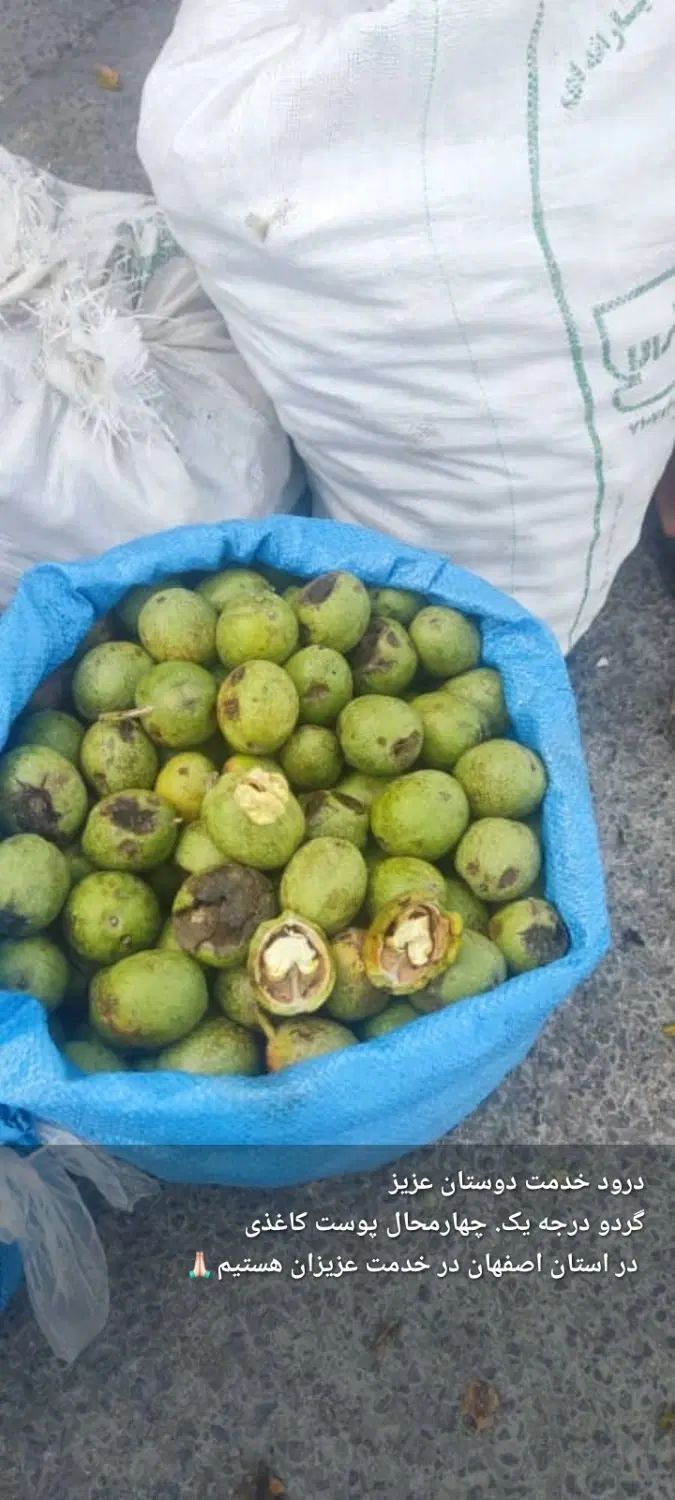 گردو درجه ۱ پوست کاغذی|خوردنی و آشامیدنی|اصفهان, نقش جهان|دیوار