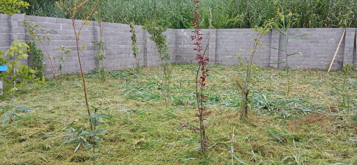 علف زنی با دستگاه چمن زن|خدمات باغبانی و درختکاری|رشت, توشیبا|دیوار