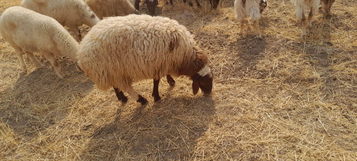 بره چاق|حیوانات مزرعه|کوهدشت, |دیوار