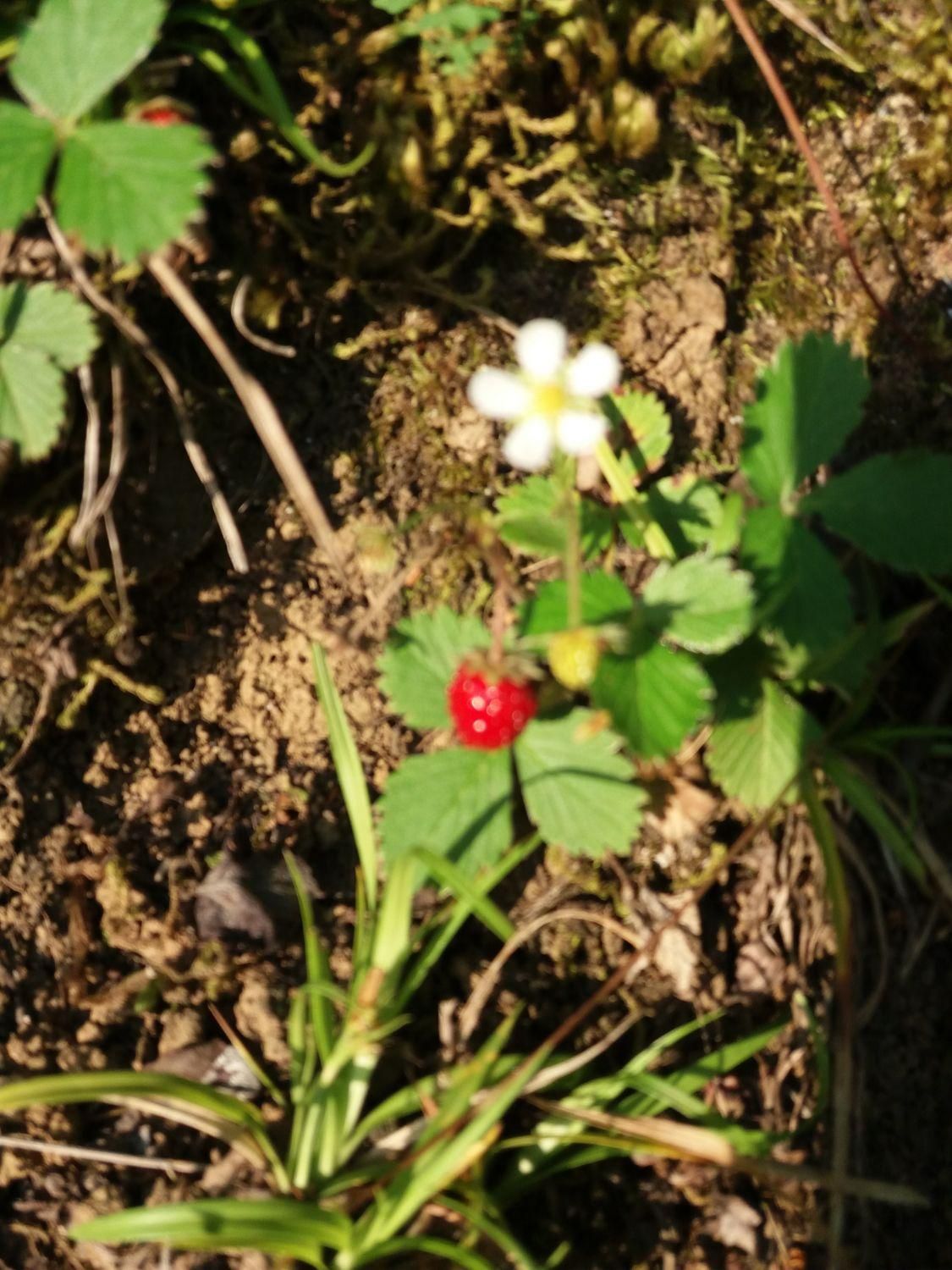 زمین 3000 متر چهار دیواری با سوئیت 60 متری سنددار|فروش خانه و ویلا|رشت, گلباغ نماز|دیوار