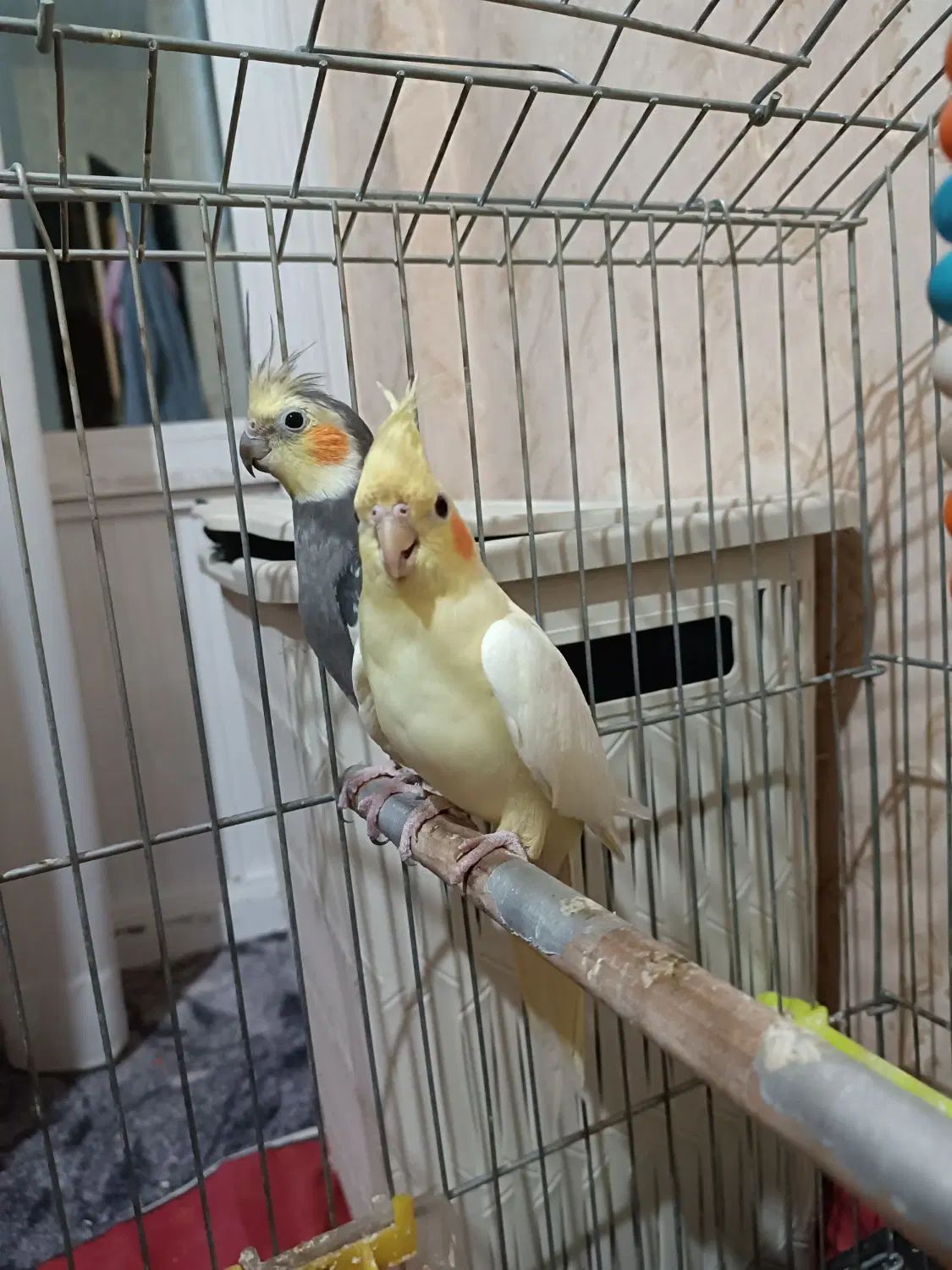پرنده|پرنده|مشهد, چاهشک|دیوار