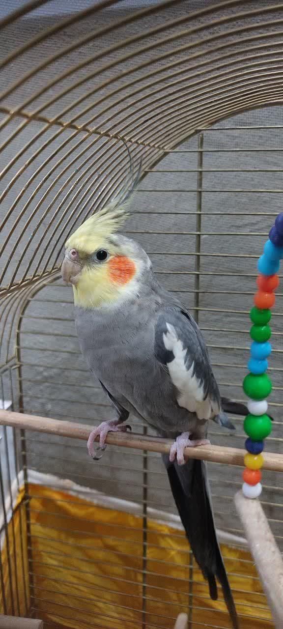 عروس هلندی چندماه گم شده حوالی 16متری زنگارکی|حیوانات|قم, نیروگاه|دیوار