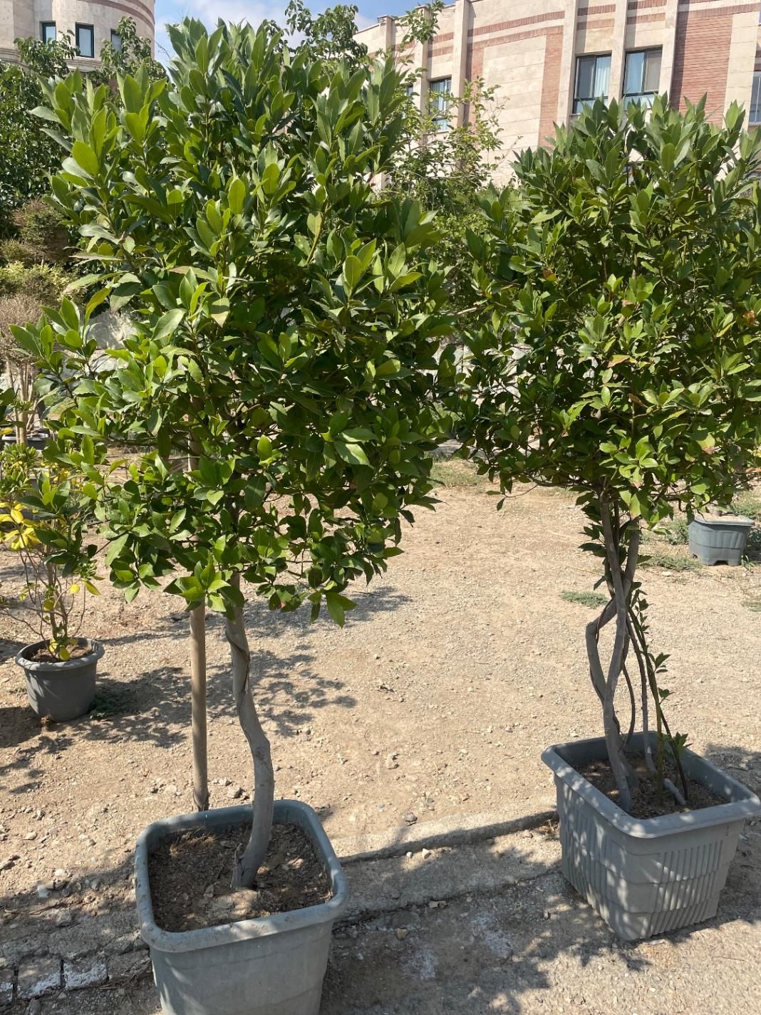درخت برگ بو (پایه دار)|گل و گیاه طبیعی|تهران, مجیدآباد|دیوار