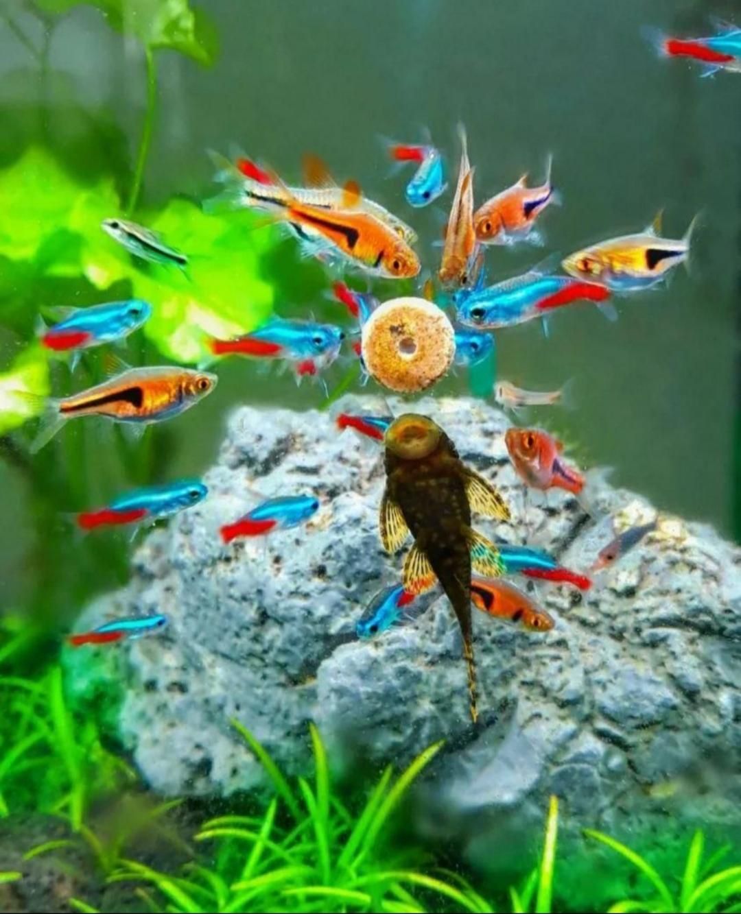 آکواریوم شهر ماهی|ماهی|کرمانشاه, |دیوار