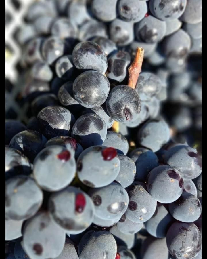 انگور شانی دیم سردشت سیاه انگور کشمش افتابی مویز|خوردنی و آشامیدنی|تهران, میدان میوه و ترهبار مرکزی|دیوار