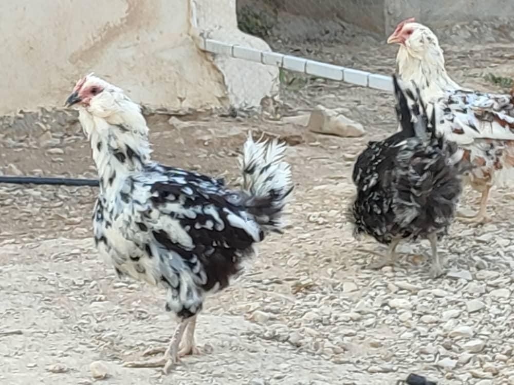 مرغ و خروس گلین  و تخم مرغ گلین،بوقلمون نر|حیوانات مزرعه|شیراز, درکی|دیوار