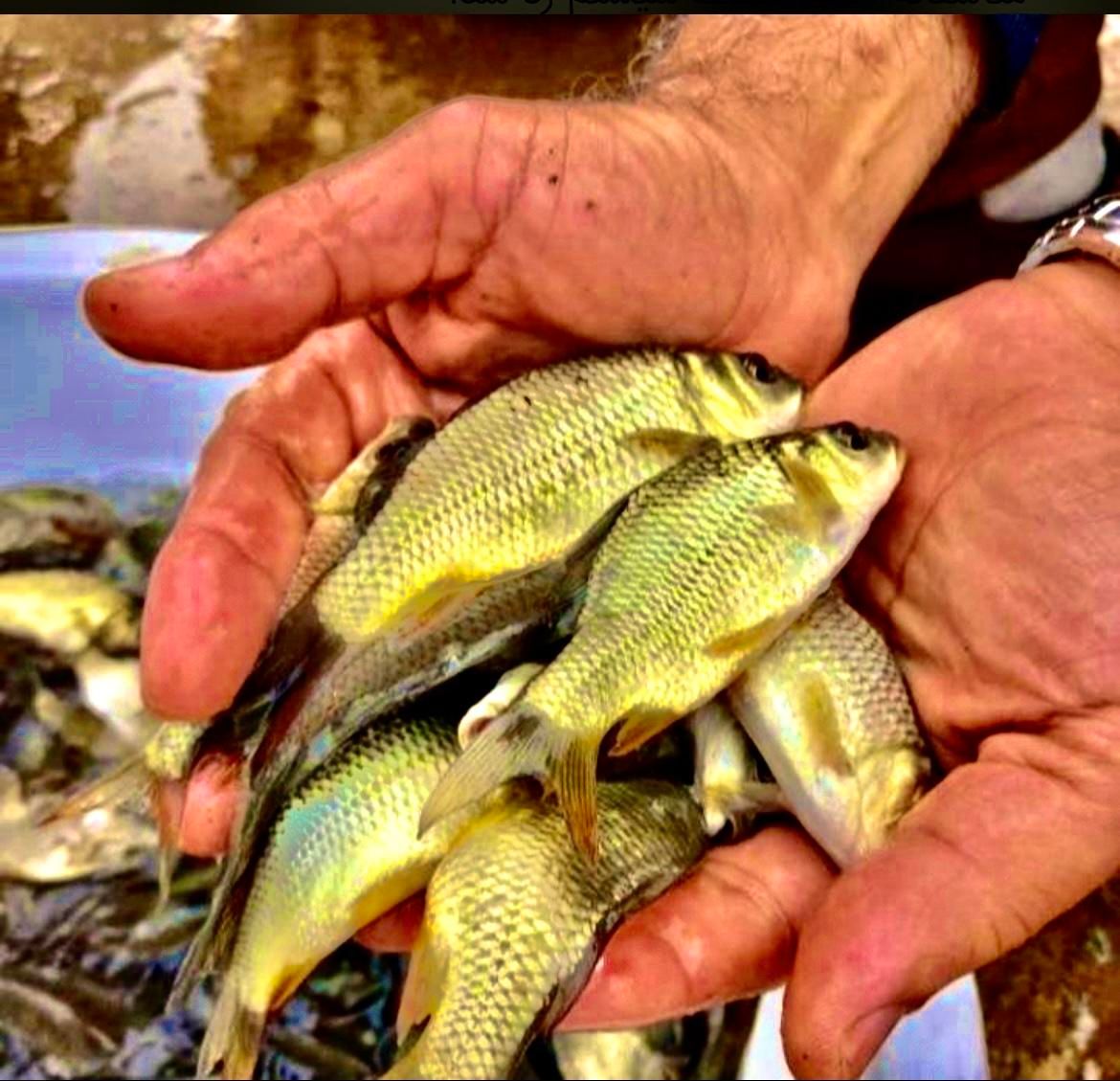 کپور مجارستانی|ماهی|تبریز, |دیوار