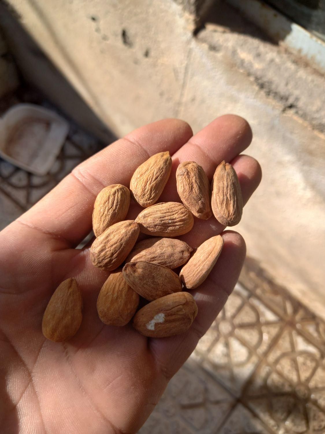 مغز بادام آذر|خوردنی و آشامیدنی|تهران, جمهوری|دیوار