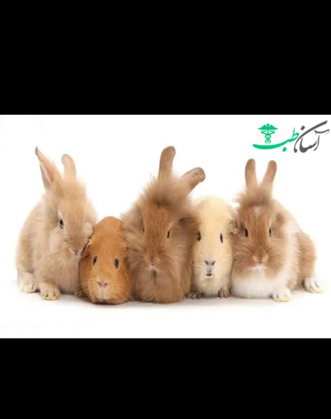 مجموعه جوندگان خانگی خرگوش مینی لوپ و خوکچه|موش و خرگوش|نجف‌آباد, کهریزسنگ|دیوار