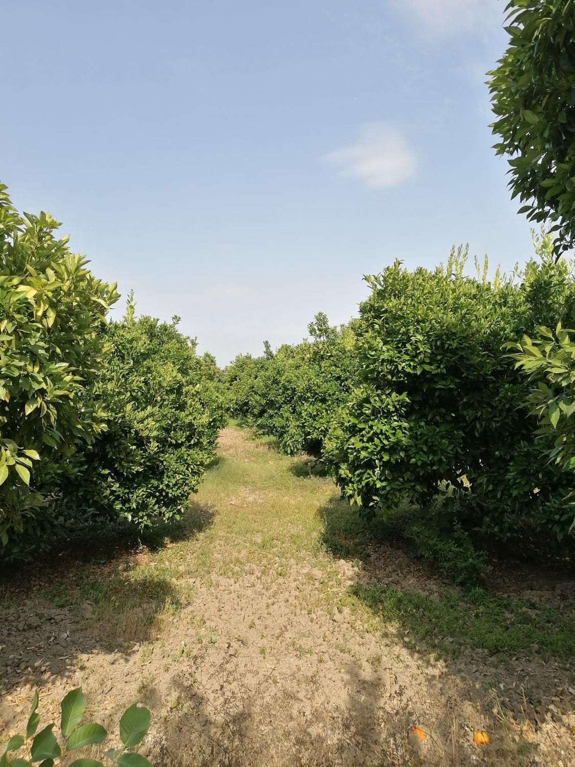 باغ مرکبات ۱۱۰۰ متری در جاده بهنمیر|فروش دفتر صنعتی، کشاورزی، تجاری|کیاکلا, |دیوار