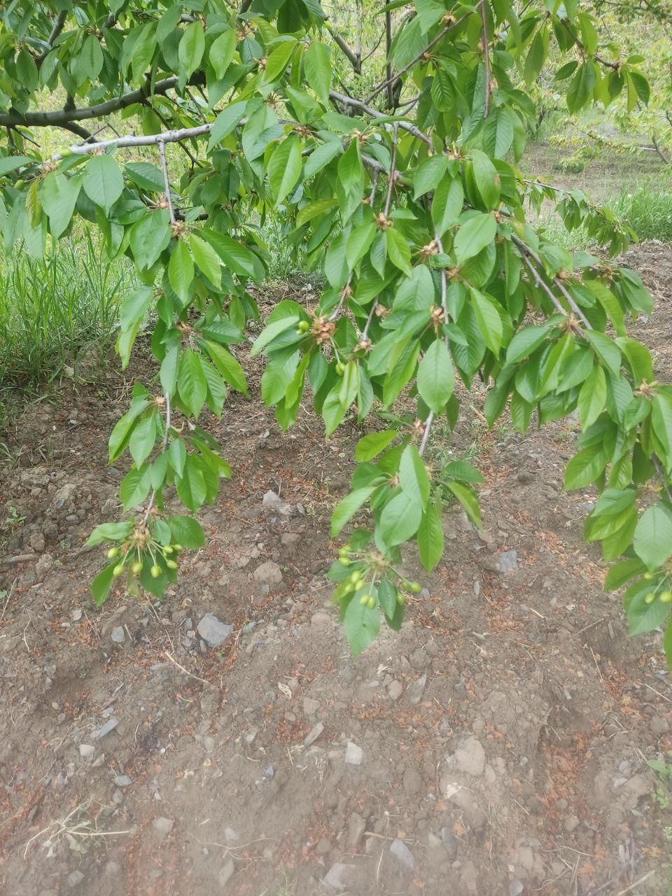 باغ ۱۸۰۰ متری واقع در روستای خوش آب و هوا بالندر|فروش زمین و ملک کلنگی|طرقبه, |دیوار