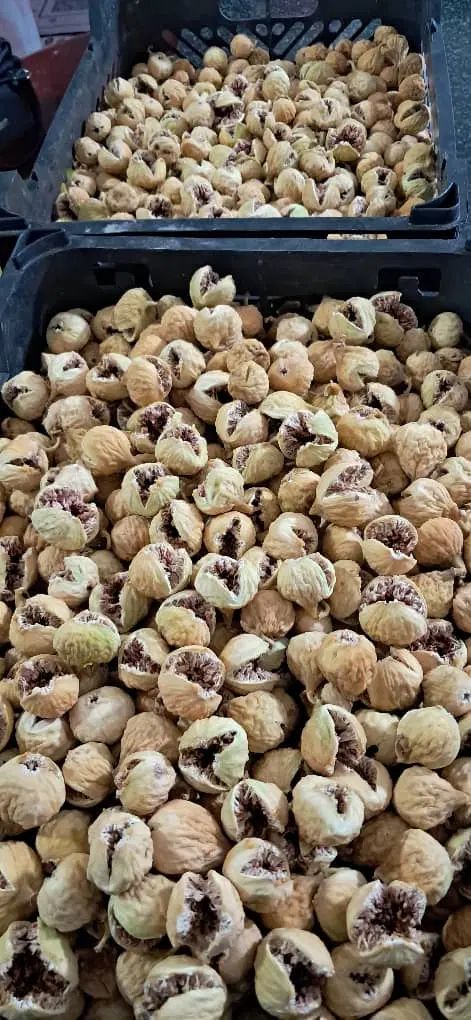 خریدو فروش انجیر و ارسال رایگان به سراسر کشور|خوردنی و آشامیدنی|شیراز, گل سرخ|دیوار