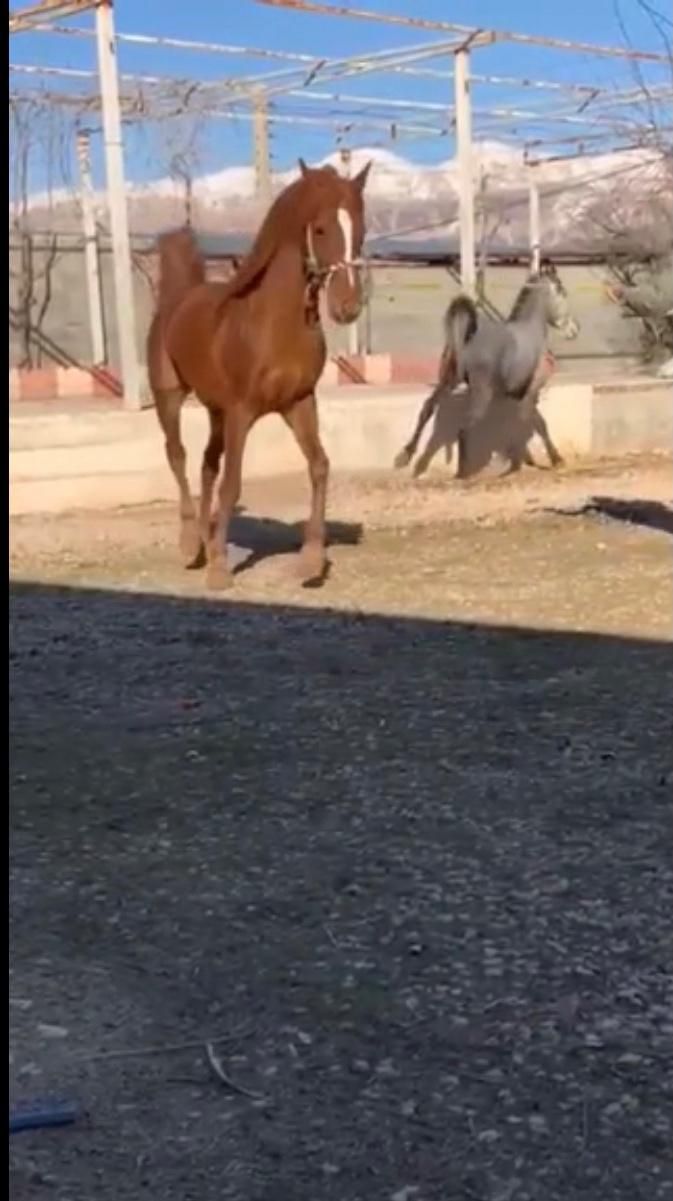 فروش اسب|اسب و تجهیزات اسبسواری|یاسوج, |دیوار