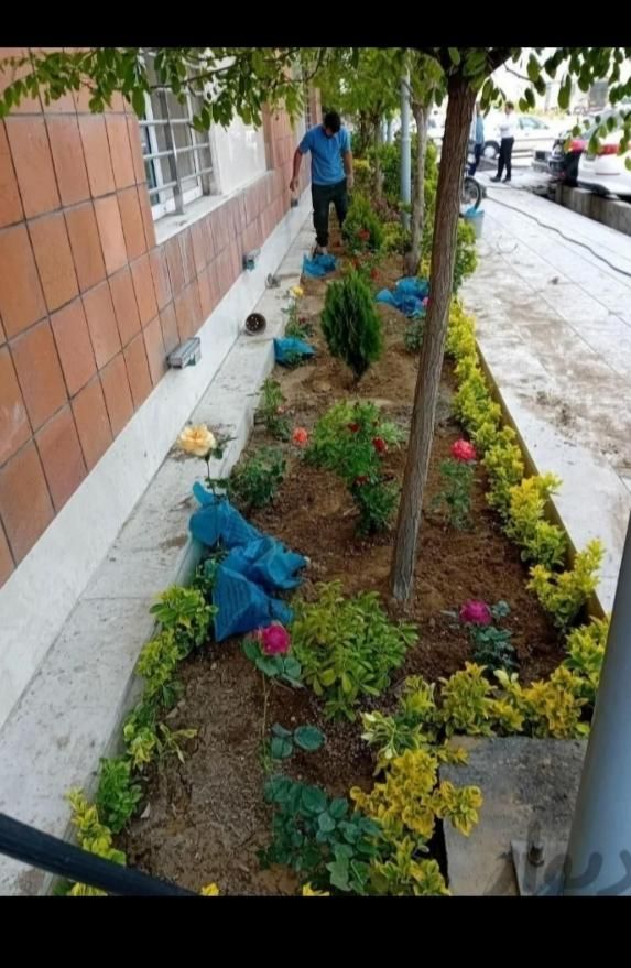 باغبانی و درختکاری (سم پاشی )|خدمات باغبانی و درختکاری|تهران, ونک|دیوار