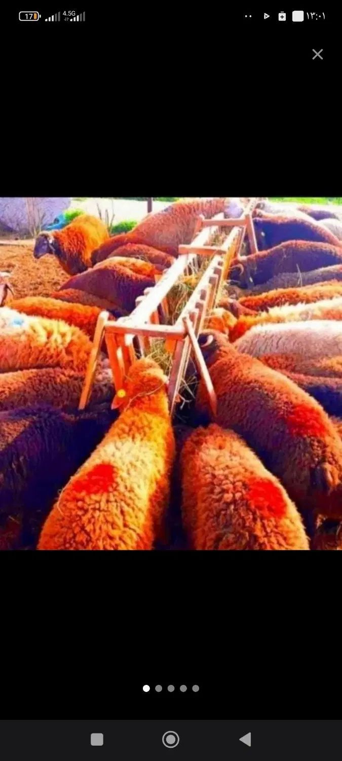 فروش گوسفند زنده دشت مغان از روستاهای قوچان|حیوانات مزرعه|تهران, خانی‌آباد|دیوار