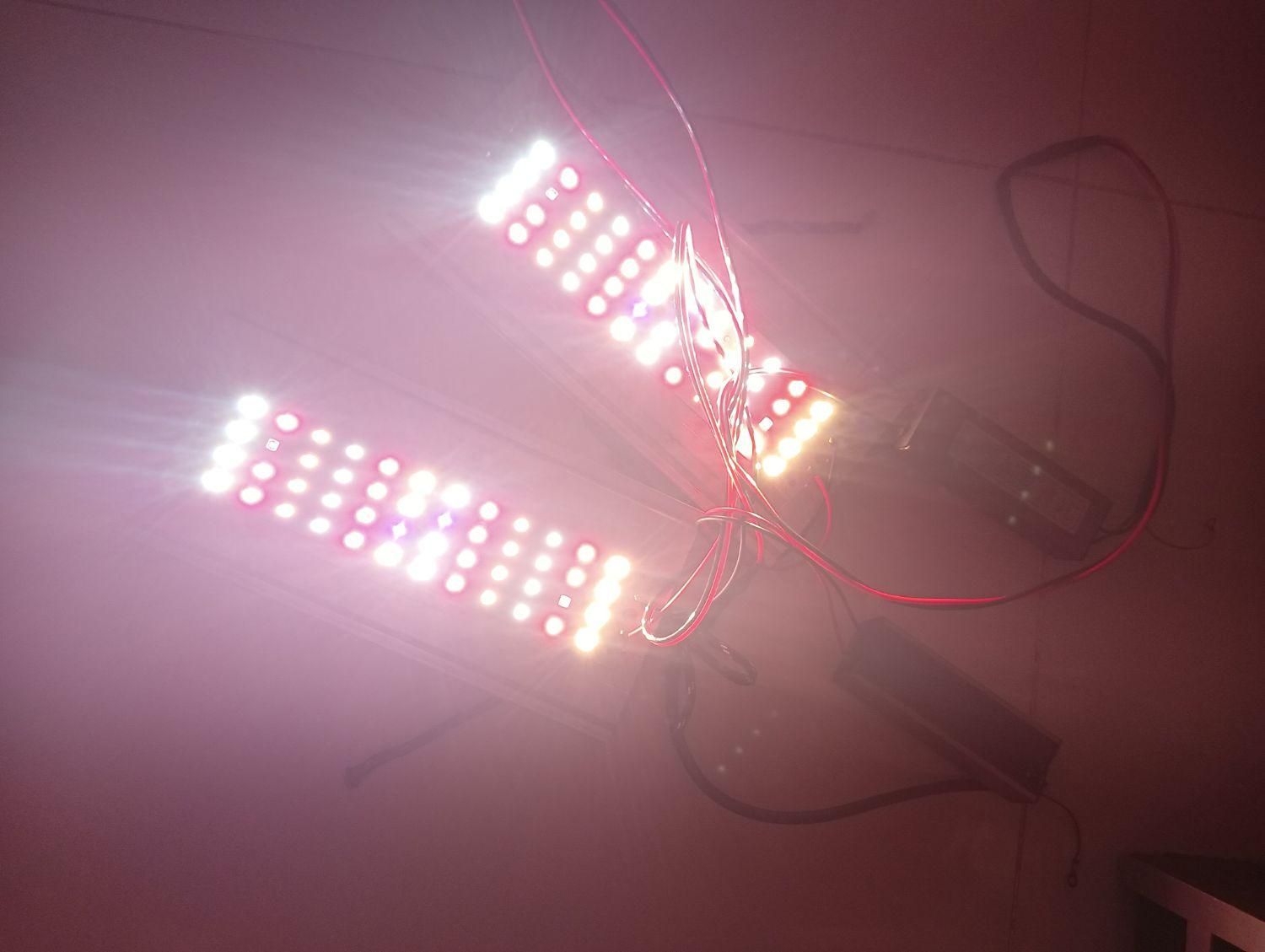 LED پرورش گیاه|لامپ و چراغ|اصفهان, شفق|دیوار
