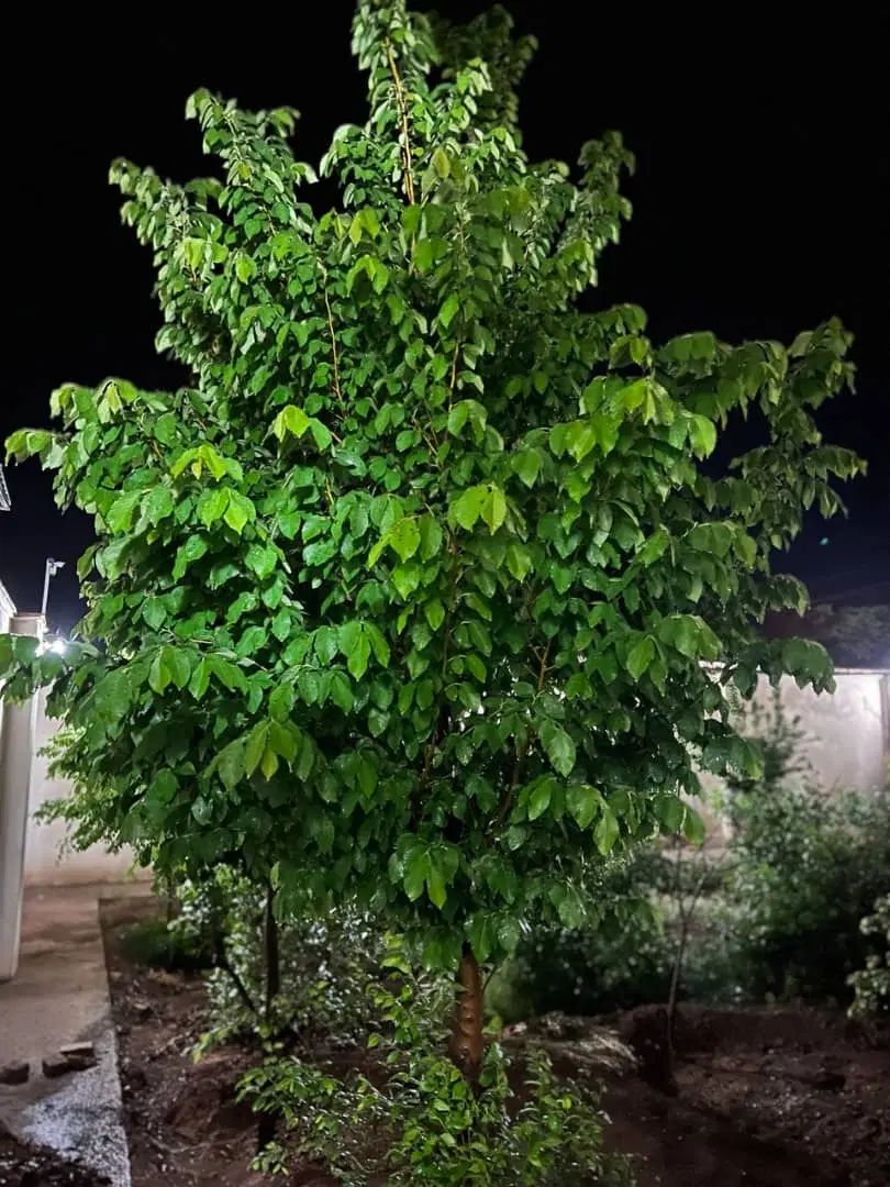خیار چنبر اصل قزوین|خوردنی و آشامیدنی|تهران, اکباتان|دیوار