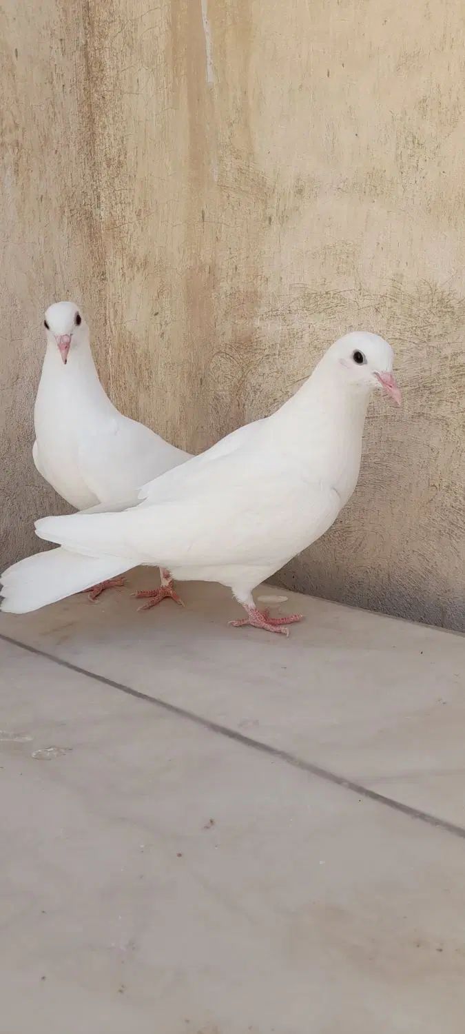 کبوتر یاهو یزدی|پرنده|اصفهان, سودان|دیوار