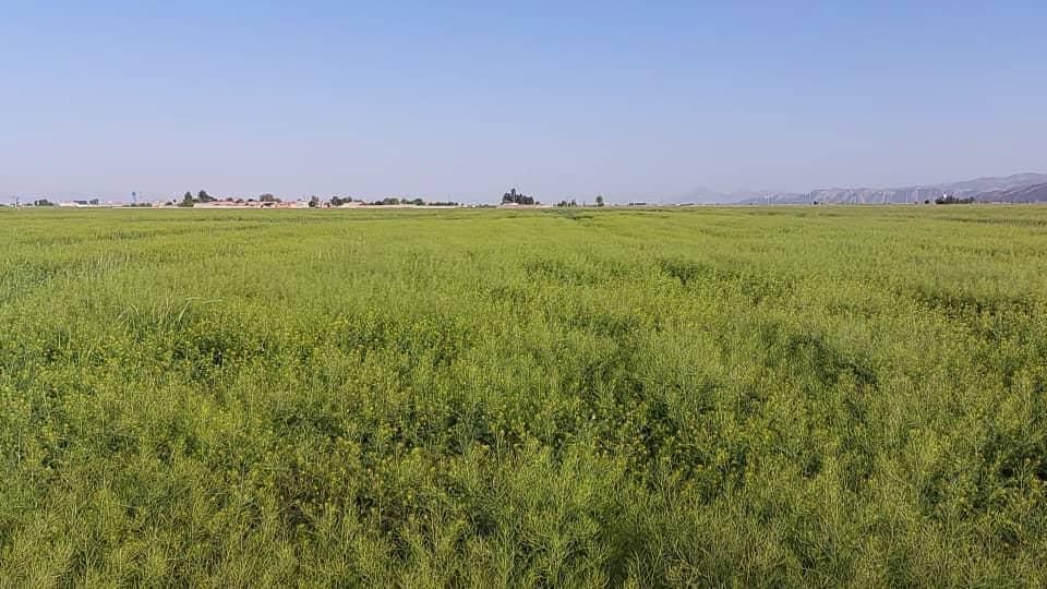 ۵ هکتار زمین کشاورزی موقعیت عالی با تغییر کاربری|فروش زمین و ملک کلنگی|مرودشت, رودبال|دیوار