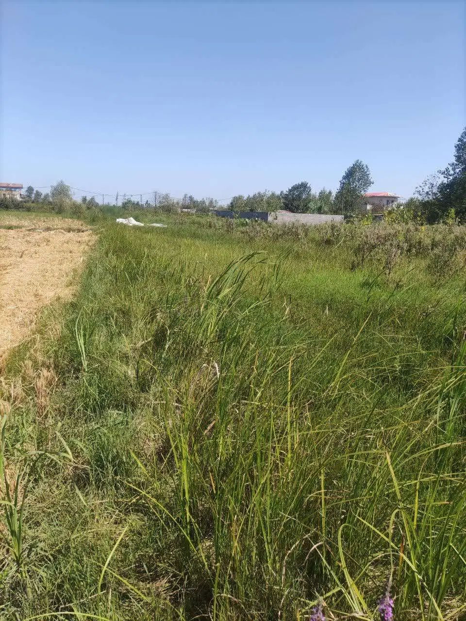 فروش زمین باغی 725 متررشت روستای طرازکوه(نسق)|فروش زمین و ملک کلنگی|رشت, پسیخان|دیوار