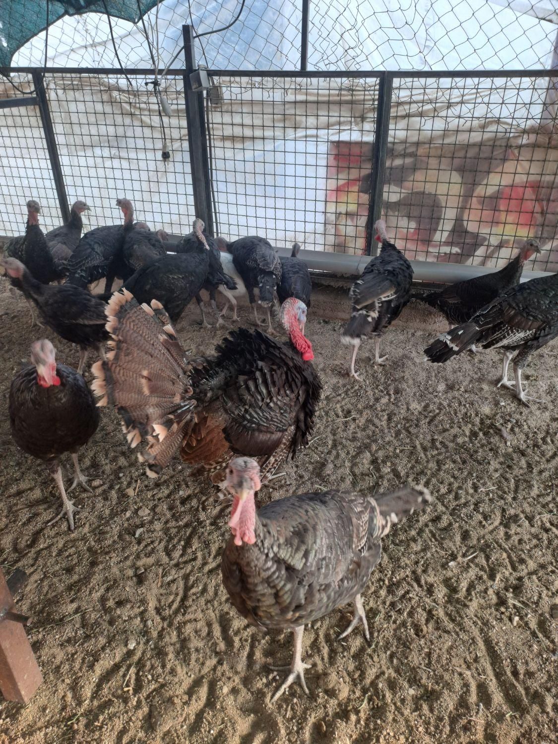 بوقلمون برنز|حیوانات مزرعه|تهران, شهرک طالقانی|دیوار