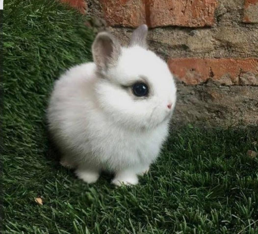 خرگوش مینیاتوری|موش و خرگوش|تهران, سلسبیل شمالی|دیوار