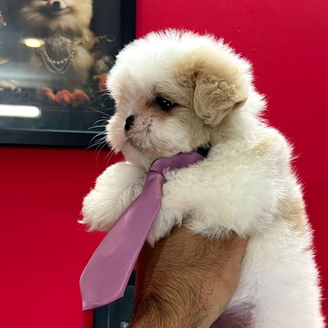 سگ شیتزو فلت عروسکی|سگ|مشهد, الهیه|دیوار