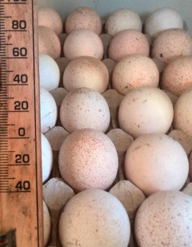 تخم نطفه دار بوقلمون برنز|حیوانات مزرعه|تهران, صادقیه|دیوار