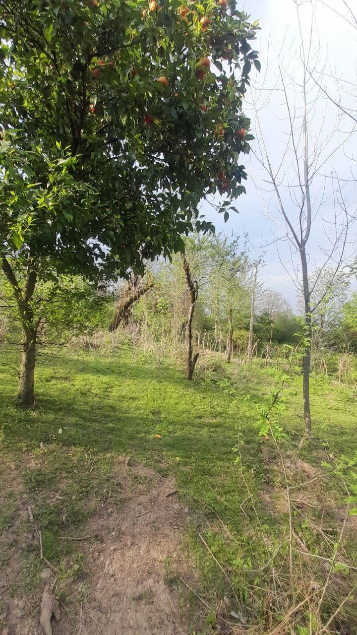 فروش زمین ۶۸۰ متری مسکونی در روستای گنجار|فروش زمین و ملک کلنگی|احمدسرگوراب, |دیوار