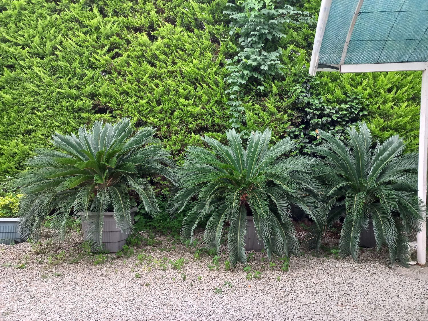 سیکاس زینتی بسیار زیبا|گل و گیاه طبیعی|کلارآباد, |دیوار