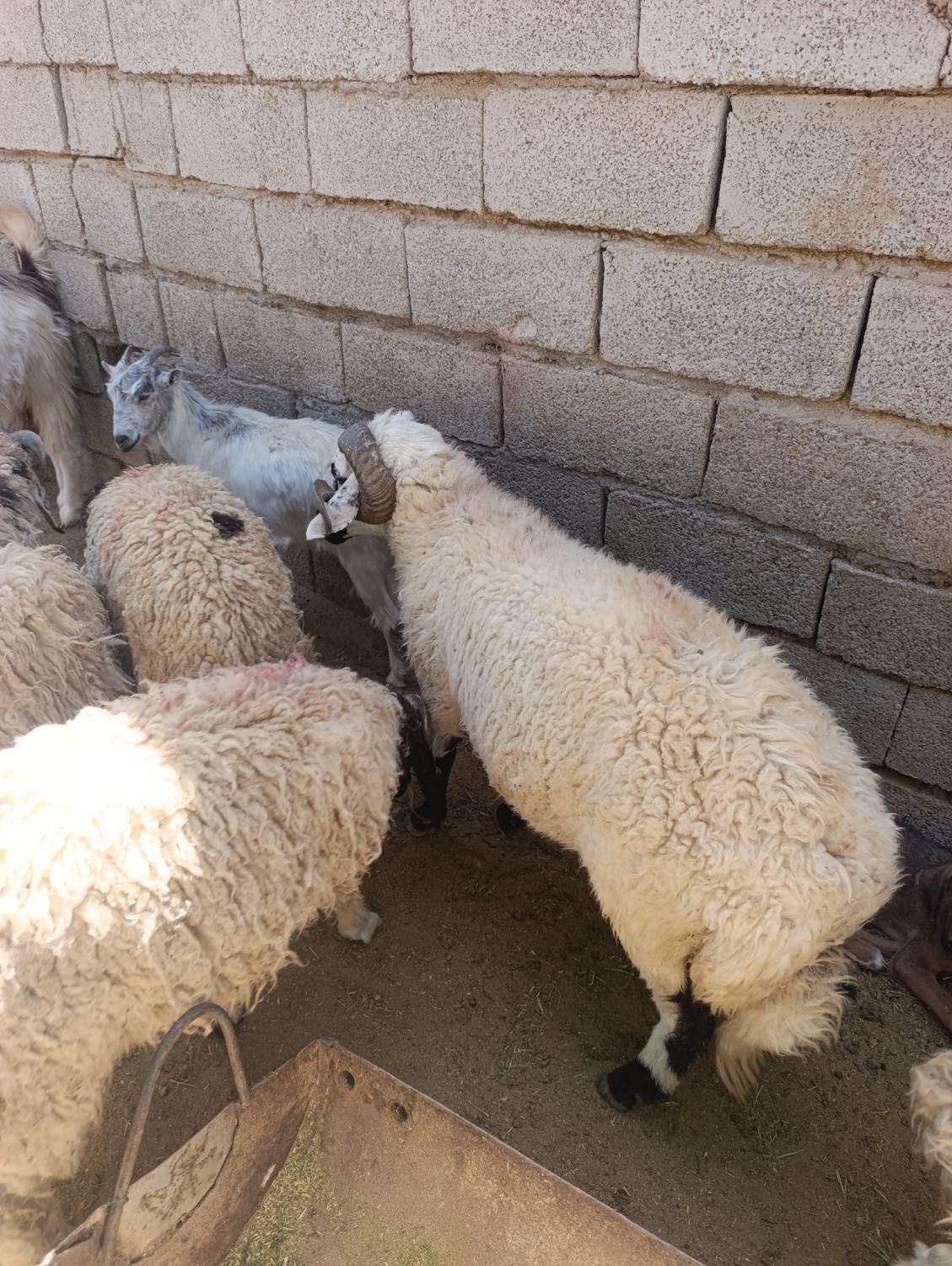 بره کره چاق|حیوانات مزرعه|کرمان, |دیوار