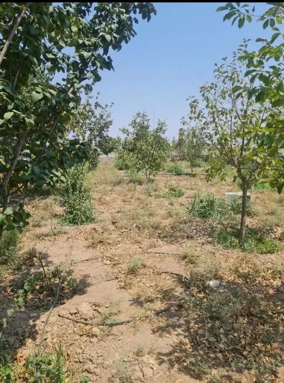 ۲۵۰متر باغچه سهیلیه زعفرانیه اقبالیه دولت اباد|فروش زمین و ملک کلنگی|کرج, مهرویلا جنوبی|دیوار