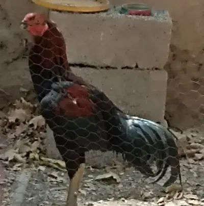خروس لاری تا ج مهر اصیل|حیوانات مزرعه|کرج, شهر صنعتی|دیوار