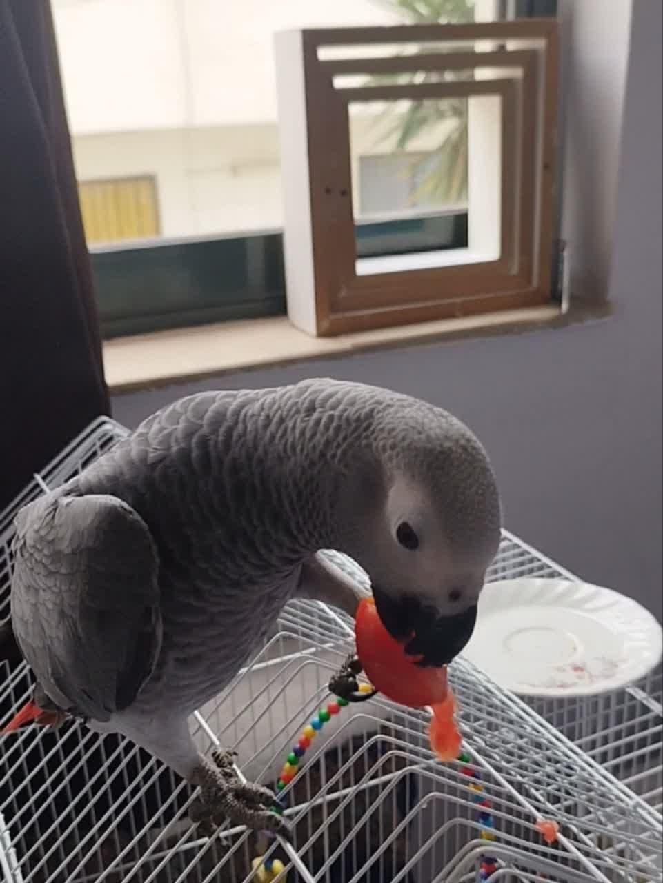 کاسکو سخنگو|پرنده|گلوگاه بابل (گلیا), |دیوار